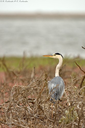 Czapla siwa (Ardea cinerea).