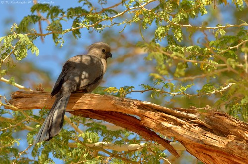 Hałaśnik szary (Corythaixoides concolor). Nazwa angielska jeszcze lepsza... &quot; grey go-away-bird&quot; :D