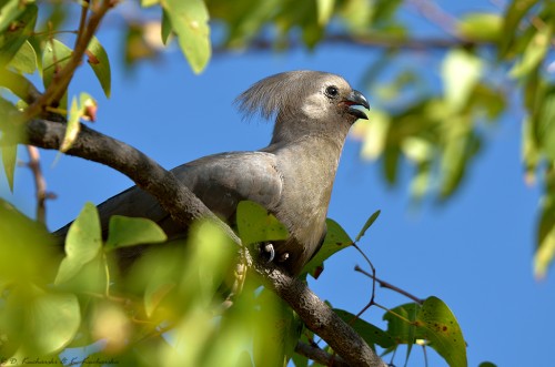 Hałaśnik szary (Corythaixoides concolor).