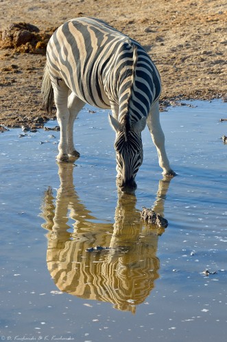 Zebra (Equus quagga)