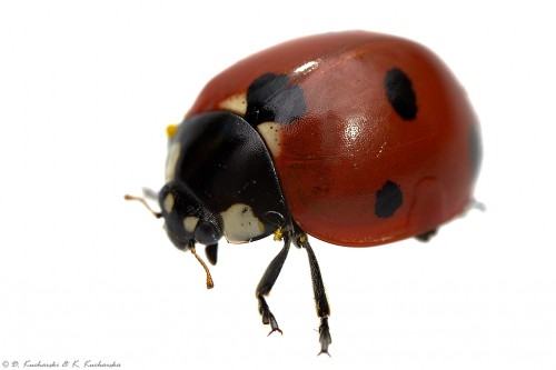 Coccinella septempunctata