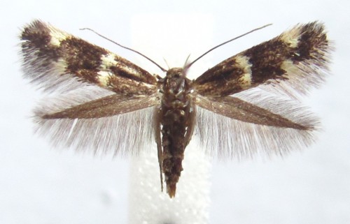 Elachista alpinella - samica, kilka okazów sprawdzonych po aparatach genitalnych
