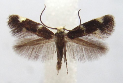 Elachista albifrontella