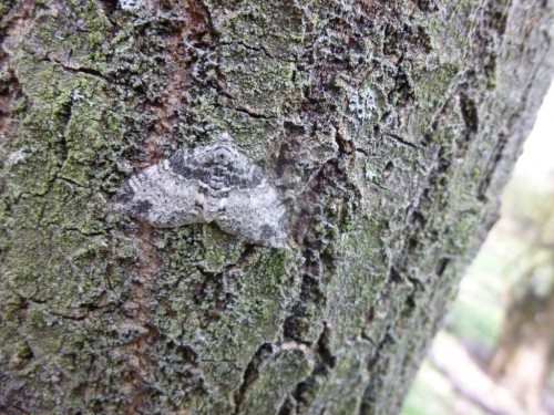 8) Lobophora halterata 22.04.2019 Borek