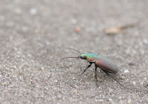 Carabidae.jpg