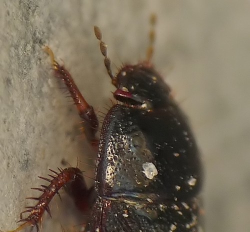 1) Microporus nigrita czy Byrsinus flavicornis?<br />17.04.2018