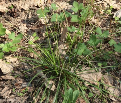 Carex digitata.JPG