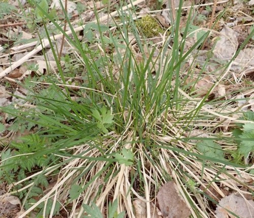 Deschampsia cespitosa.JPG