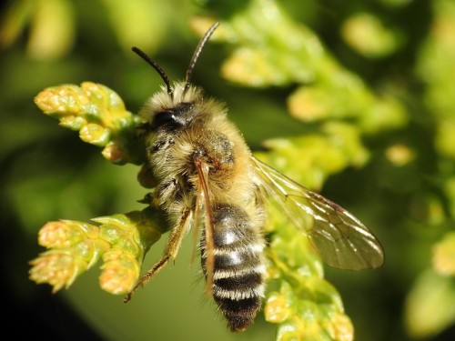 14) 18.04.2019<br />Andrena sp.