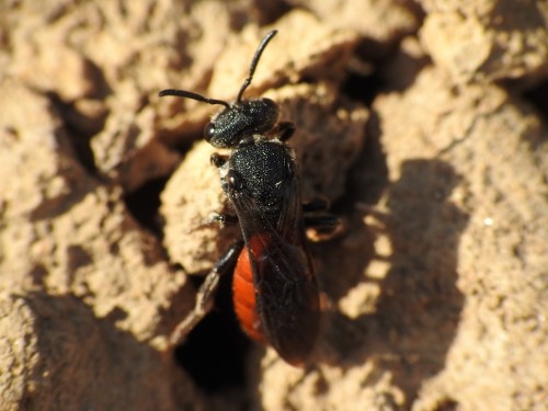 15) 20.04.2019<br />Crabronidae? Dość duży - około 1cm długośći