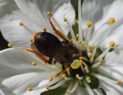 17) 21.04.2019<br />Andrena sp.