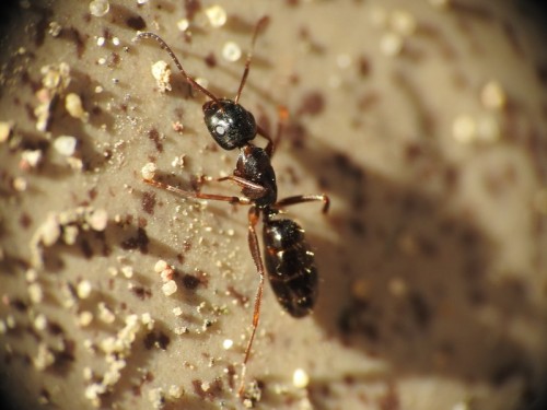 18) 21.04.2019<br />Camponotus sp.