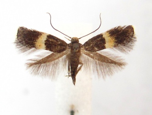 Elachista bisulcella