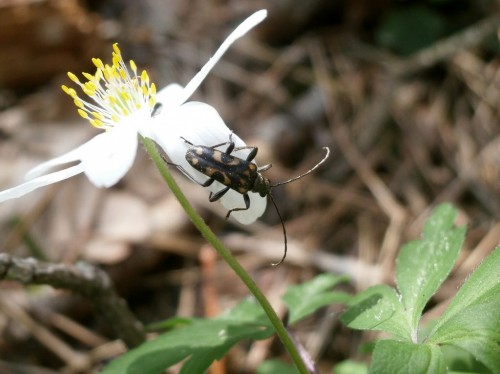 Evodinus borealis