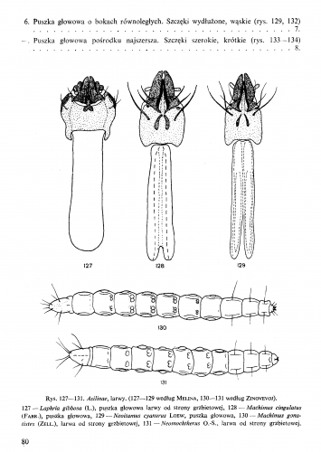 Klucz do larw Asilidae Trojan 1970_Strona_2.png