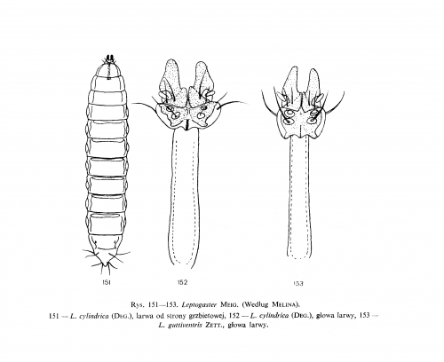 Klucz do larw Asilidae Trojan 1970_Strona_7.png