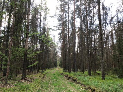 Naturalna puszcza białowieska, dziedzictwo ludzkości