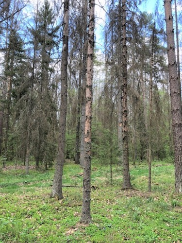 Jedyny naturalny las w Europie obecjnie samoregulujący się