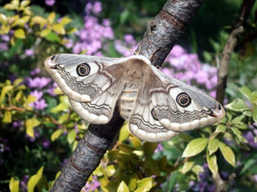 Saturnia pavonia.jpeg