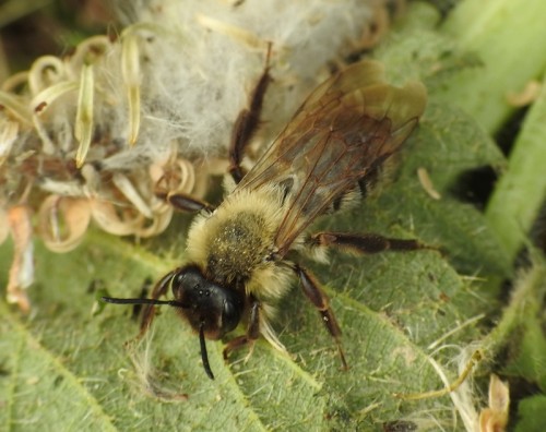 22) 8.05.2019<br />Andrena sp.