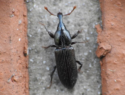 9) Cossonus sp.<br />11.05.2019