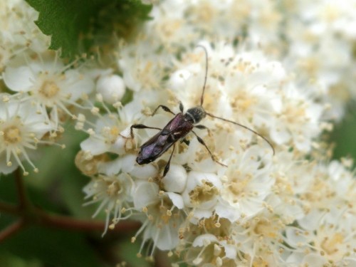 Molorchus minor