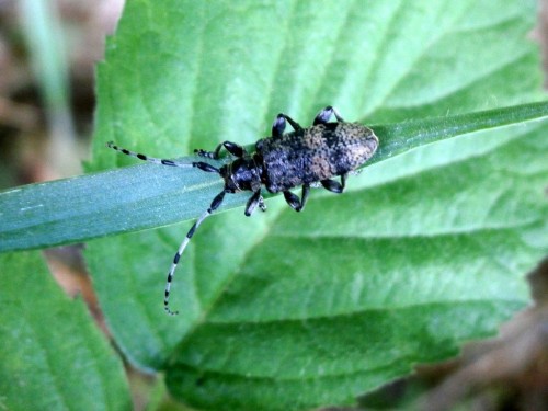 Oplosia cinerea