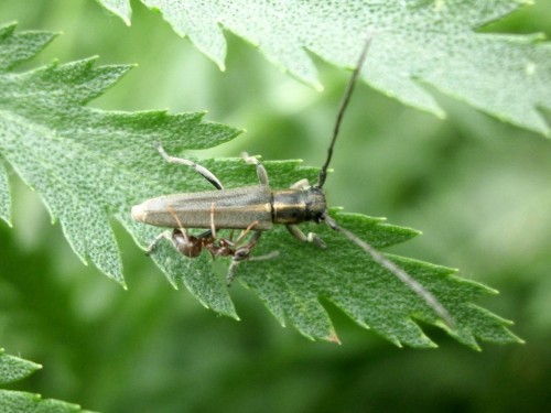 Phytoecia nigricornis atakowana przez mrówkę