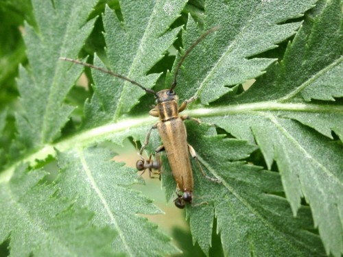 Kolejna Phytoecia nigricornis atakowana przez mrówki