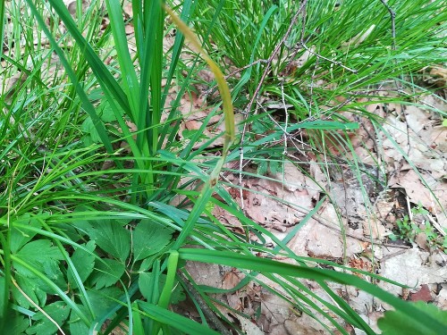 Mina na liściu trawy