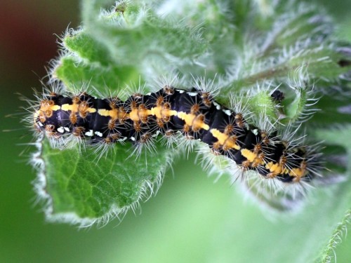 Caterpillar1.jpg