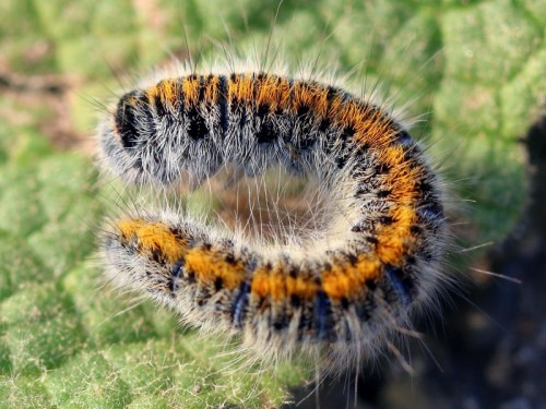 Caterpillar2.jpg