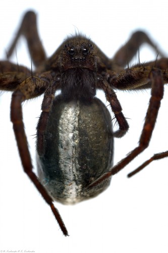 Pardosa sp.