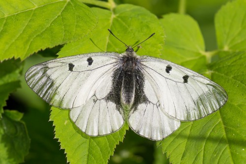 Parnassius mnemosyne.jpg