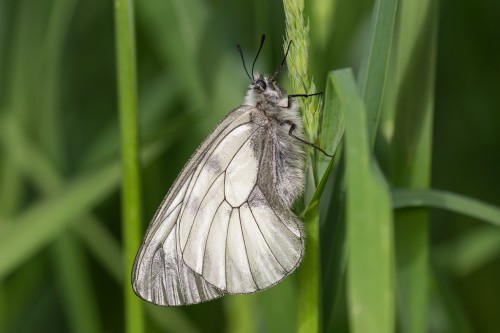 Parnassius mnemosyne2.jpg