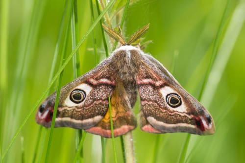 Saturnia pavonia.jpg