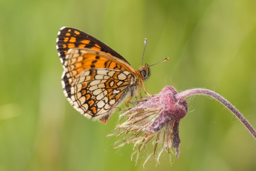 Melitaea athalia.jpg