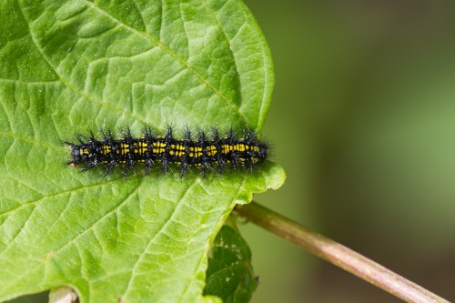 Euphydryas maturna.jpg