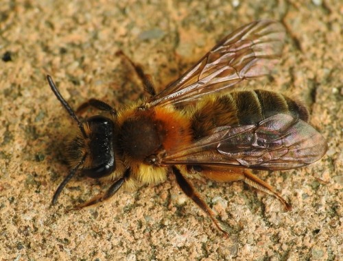 26) Andrena sp.<br />12.05.2019