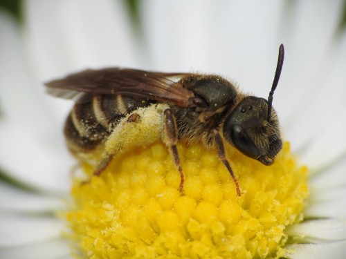 27) Lasioglossum sp.<br />12.05.2019