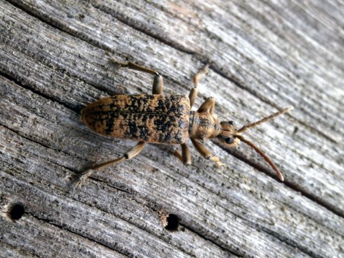 Rhagium sycphanta, Wrocław, pełnia rójki.