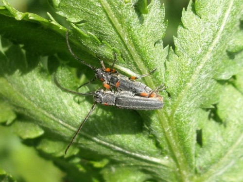 Phytoecia virgula in copula. Warszawa Rakowiec, 20 V br.