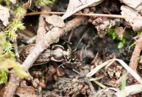 Carabus menetriesi 1.jpg