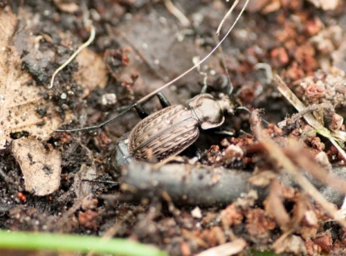 Carabus menetriesi 5.jpg