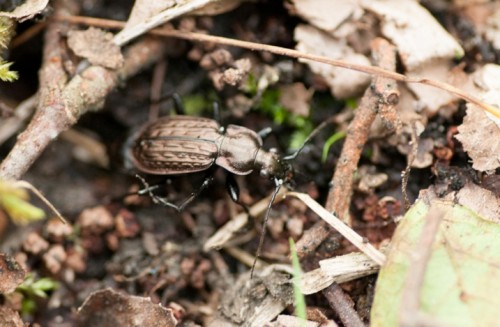 Carabus menetriesi.jpg