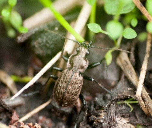 Carabus menetriesi 4.jpg