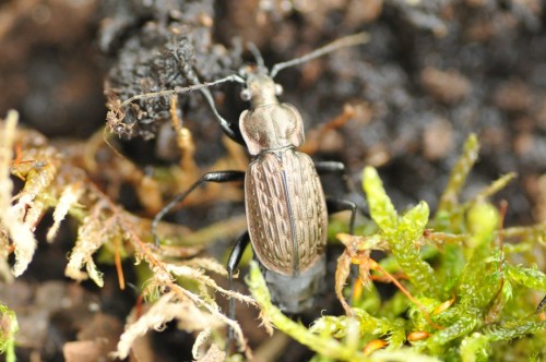 Carabus menetriesi 6.jpg