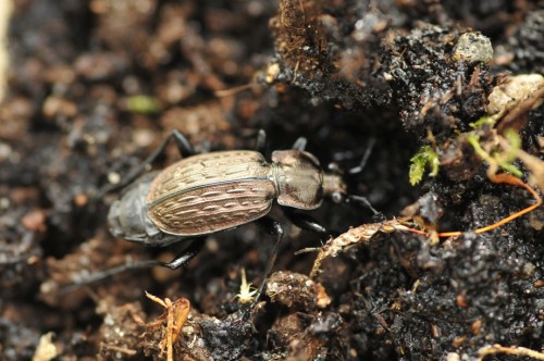 Carabus menetriesi 7.jpg