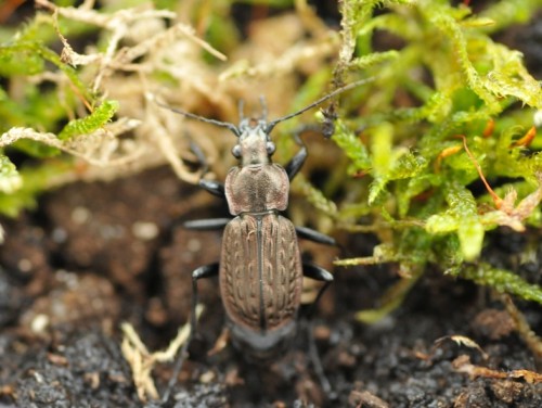 Carabus menetriesi 8.jpg