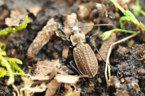 dla porównania Carabus granulatus - zupełnie inne żeberkowanie, proporcje ciała, kształt przedplecza, pierwsze żeberko przyszwowe sięgające około 2/3 długości pokryw